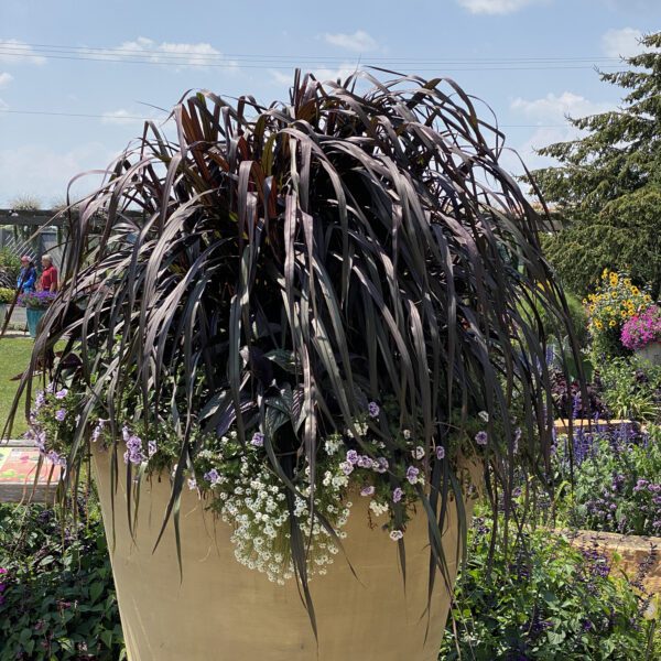 GRACEFUL GRASSES® VERTIGO® Pennisetum - Annual