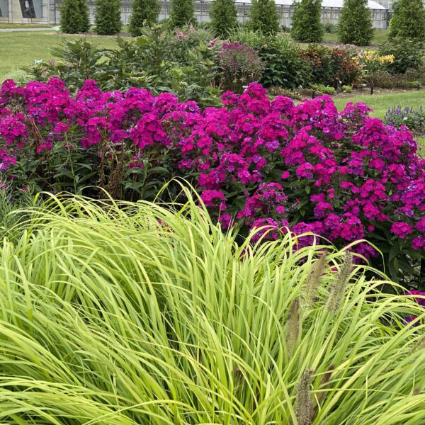 Pennisetum PRAIRIE WINDS® Lemon Squeeze - Perennial