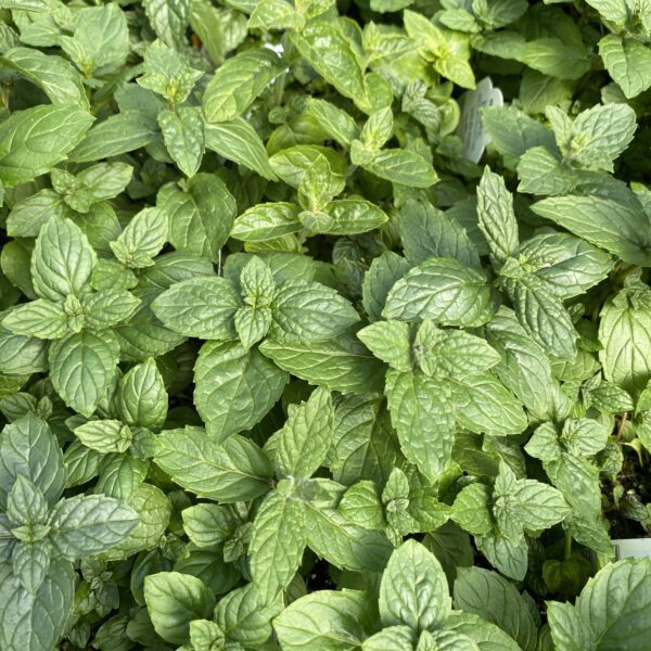 Mint Peppermint - Edible