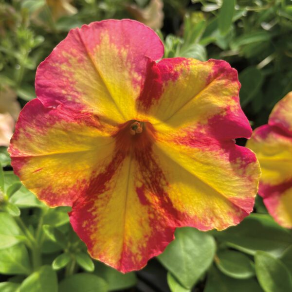 FUN HOUSE™ Potpourri Petunia - Annual