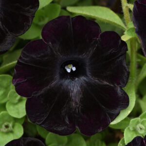 STARLET™ Velvet Petunia - Annual