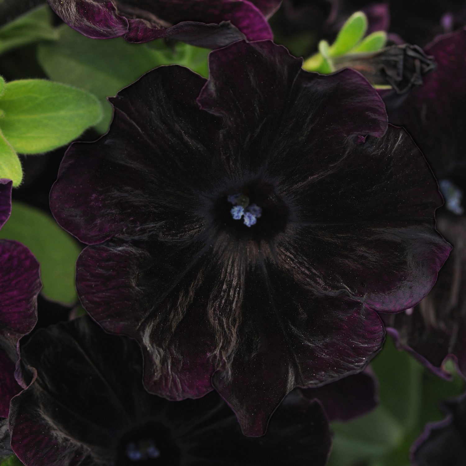 STARLET™ Velvet Petunia - Garden Crossings