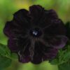 STARLET™ Velvet Petunia - Annual