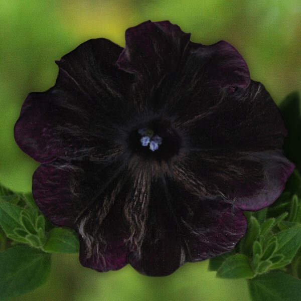 STARLET™ Velvet Petunia - Annual