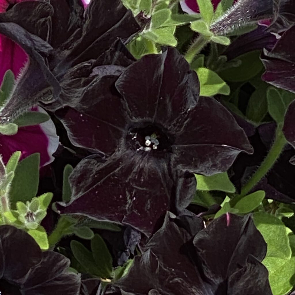 STARLET™ Velvet Petunia (black) Order Online