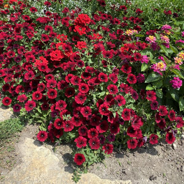 SUPERTUNIA® BLACK CHERRY® Petunia - Annual