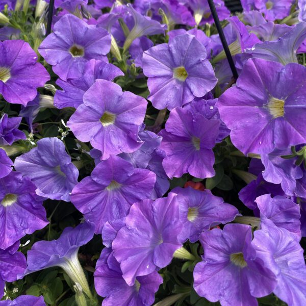 SUPERTUNIA® Blue Skies Petunia - Annual