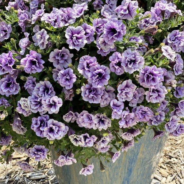 SUPERTUNIA® PRISCILLA® Petunia - Annual