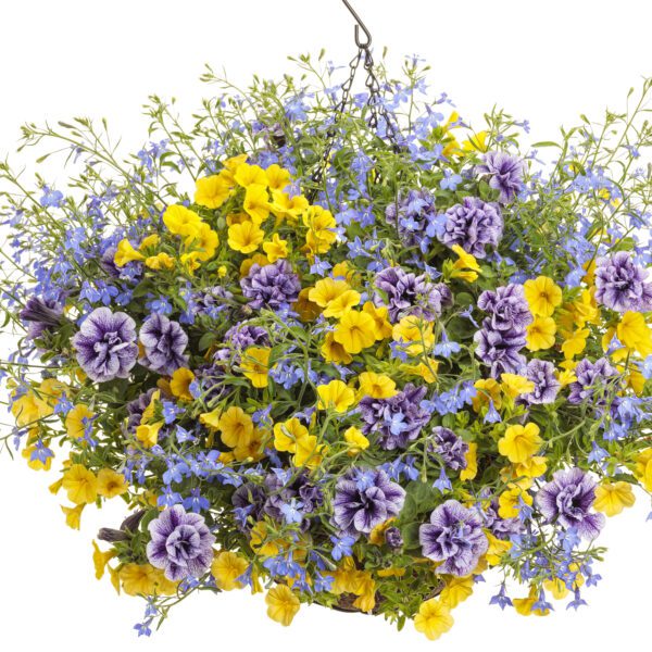 SUPERTUNIA® PRISCILLA® Petunia - Annual