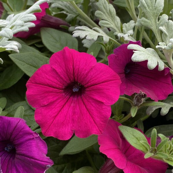 SUPERTUNIA® ROYAL MAGENTA® Petunia - Annual