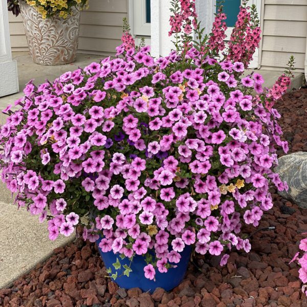 SUPERTUNIA® Trailing Rose Veined Petunia - Annual