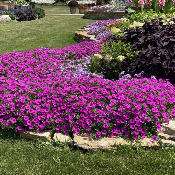 SUPERTUNIA VISTA® Jazzberry™ Petunia - Annual