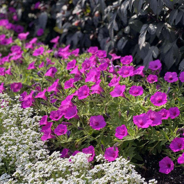 SUPERTUNIA VISTA® Jazzberry™ Petunia - Annual