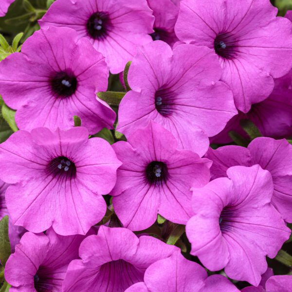 SUPERTUNIA VISTA® Jazzberry™ Petunia - Annual