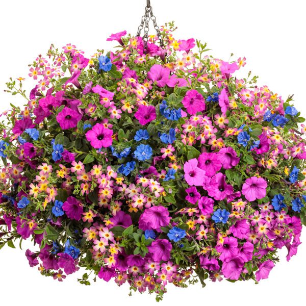 SUPERTUNIA VISTA® Jazzberry™ Petunia - Annual