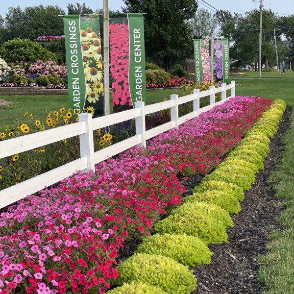 SUPERTUNIA VISTA® Paradise Petunia - Annual