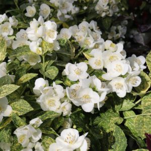 ILLUMINATI SPARKS™ Philadelphus - Shrub