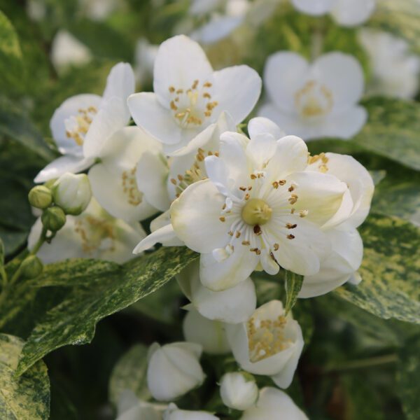 ILLUMINATI SPARKS™ Philadelphus - Shrub