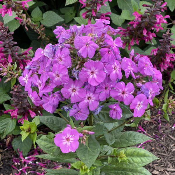 GARDEN GIRLS™ Cover Girl Phlox - Perennial