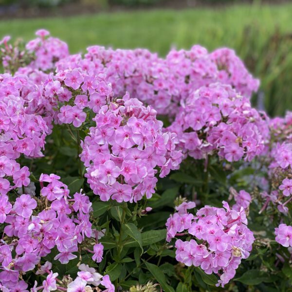 GARDEN GIRLS™ Uptown Girl Phlox - Perennial