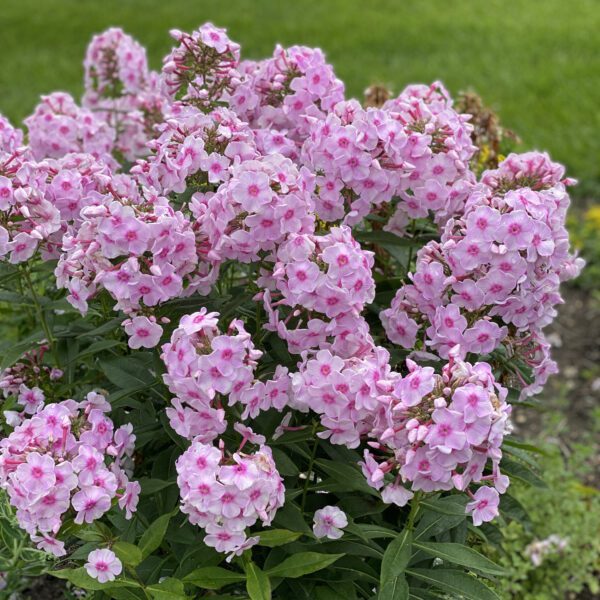 Phlox LUMINARY™ Opalescence - Perennial