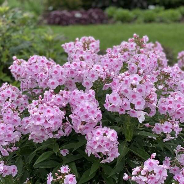 Phlox LUMINARY™ Opalescence - Perennial