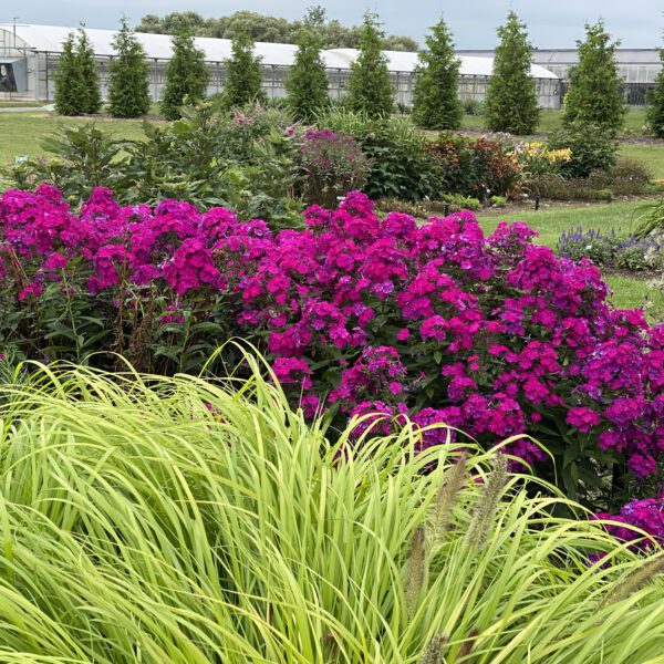 Phlox LUMINARY™ Ultraviolet - Perennial