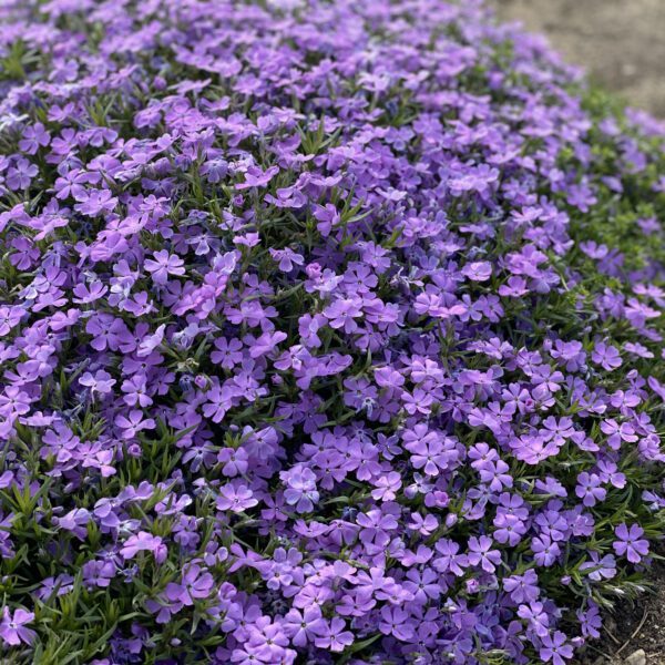 Phlox MOUNTAINSIDE™ 'Crater Lake' - Garden Crossings