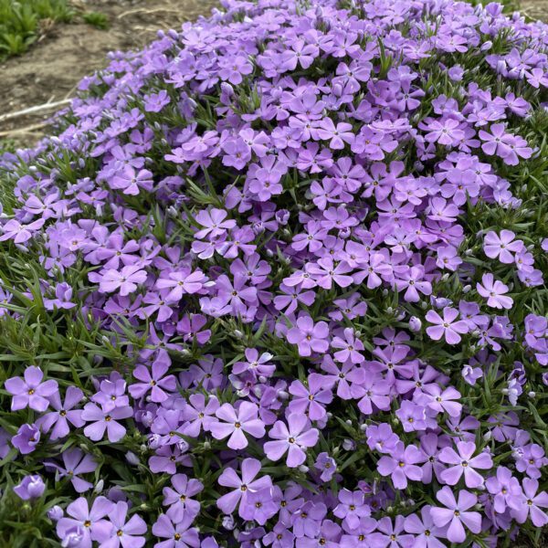 Phlox MOUNTAINSIDE™ Crater Lake - Perennial