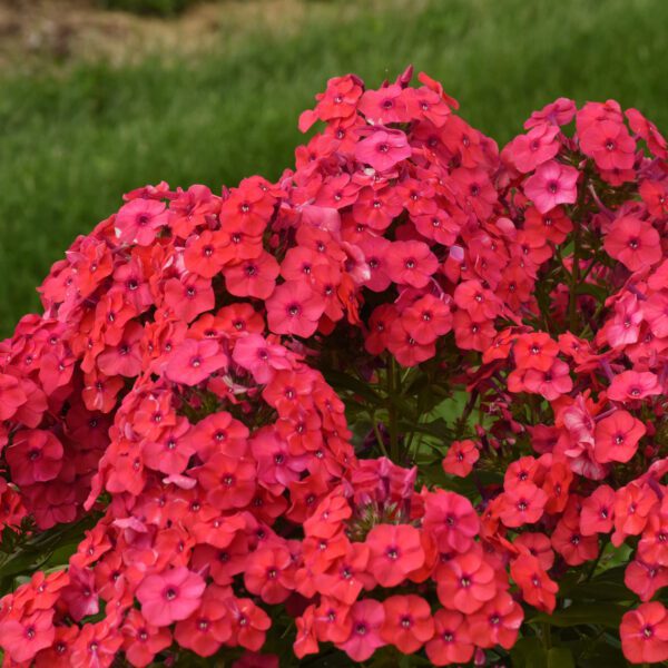 LUMINARY™ Sunset Coral Phlox - Perennial