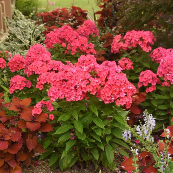 LUMINARY™ Sunset Coral Phlox - Perennial