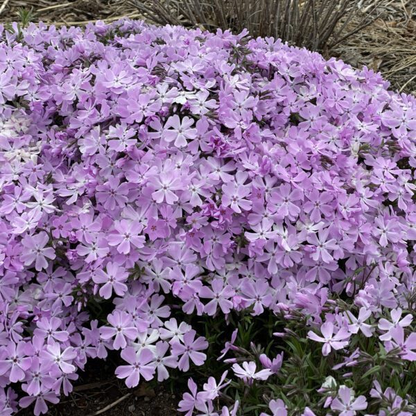 Phlox SPRING BLING™ Pink Sparkles - Perennial