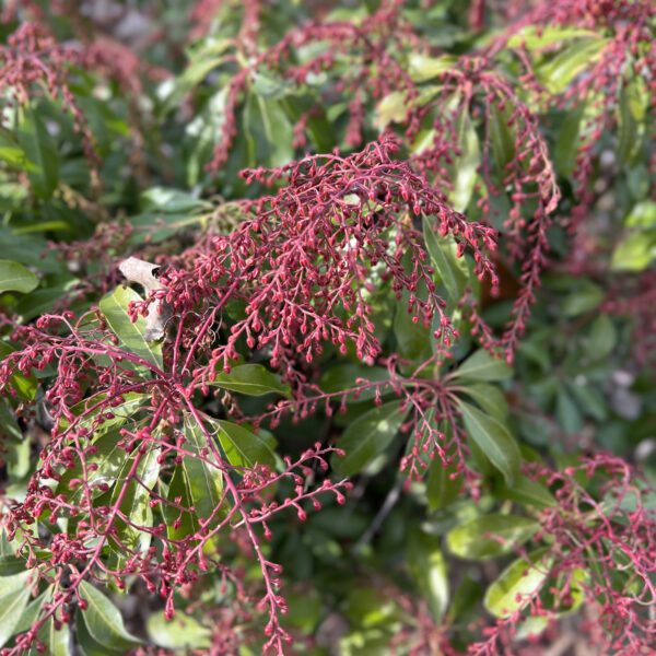 INTERSTELLA® Pieris - Shrub