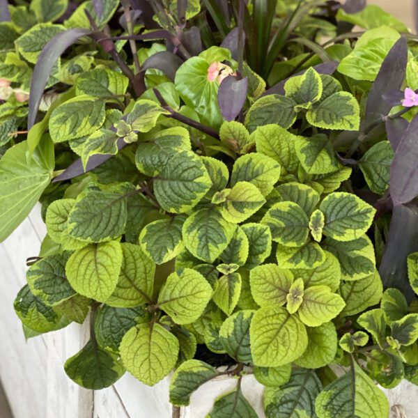 FANCIFILLERS™ Guacamole Plectranthus - Annual