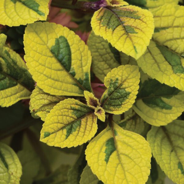 FANCIFILLERS™ Guacamole Plectranthus - Annual