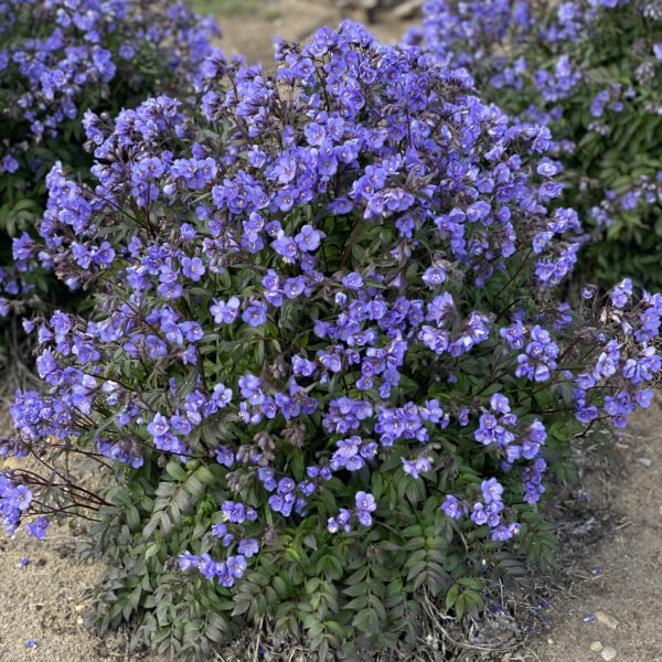 Polemonium  Heaven Scent - Perennial