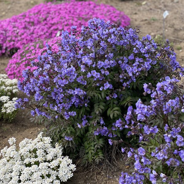 Polemonium  Heaven Scent - Perennial