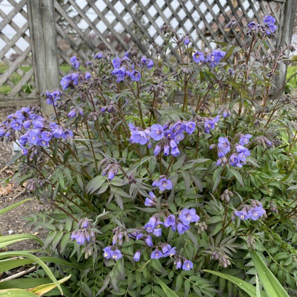 Polemonium  Heaven Scent - Perennial