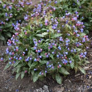 Pulmonaria Pink-a-Blue - Perennial