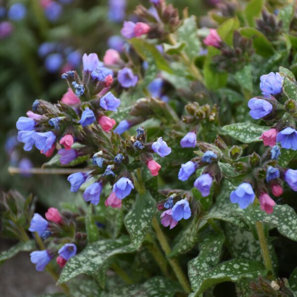 Pulmonaria Pink-a-Blue - Perennial