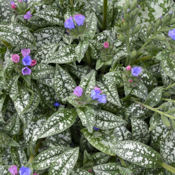 Pulmonaria Pink-a-Blue - Perennial