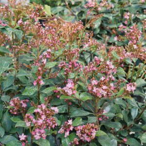 LA VIDA GRANDE™ Rhaphiolepis - Shrub