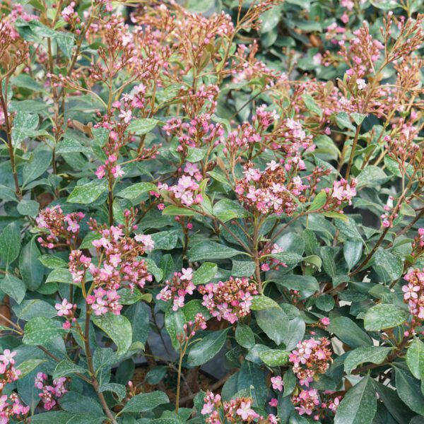 LA VIDA GRANDE™ Rhaphiolepis - Shrub