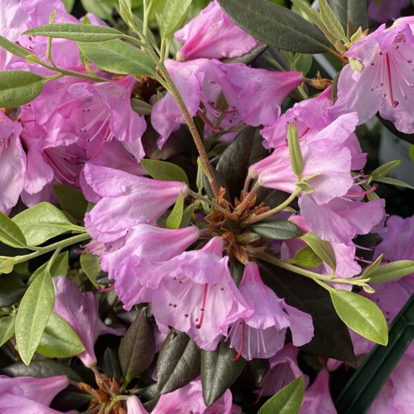 BLACK HAT® Rhododendron - Shrub