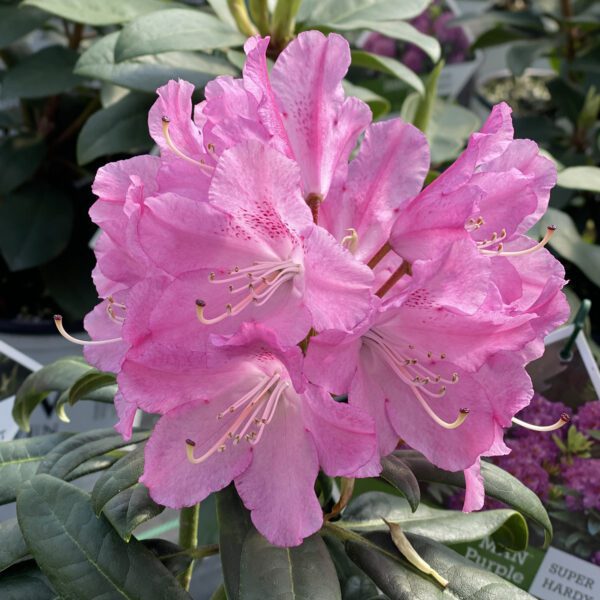 DANDY MAN COLOR WHEEL® Rhododendron - Shrub