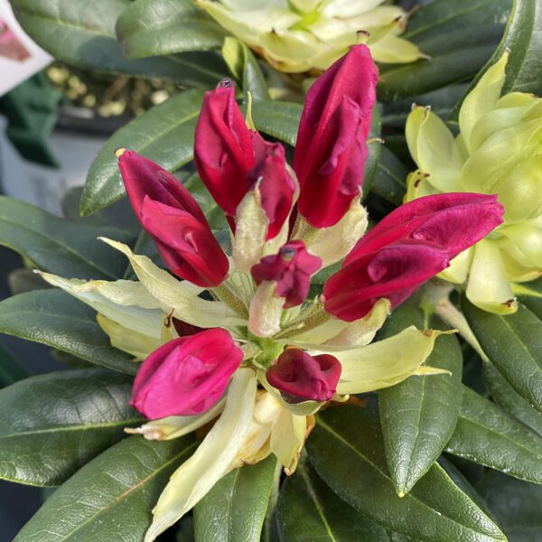 DANDY MAN COLOR WHEEL® Rhododendron - Shrub