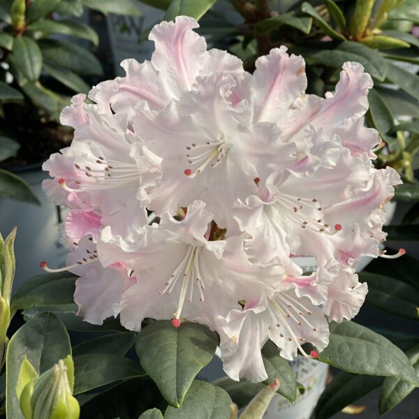 DANDY MAN COLOR WHEEL® Rhododendron - Shrub