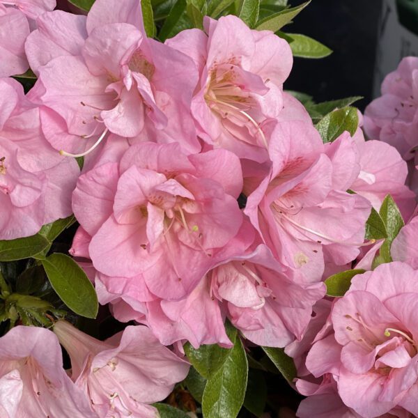 Azalea PERFECTO MUNDO® Double Pink - Shrub