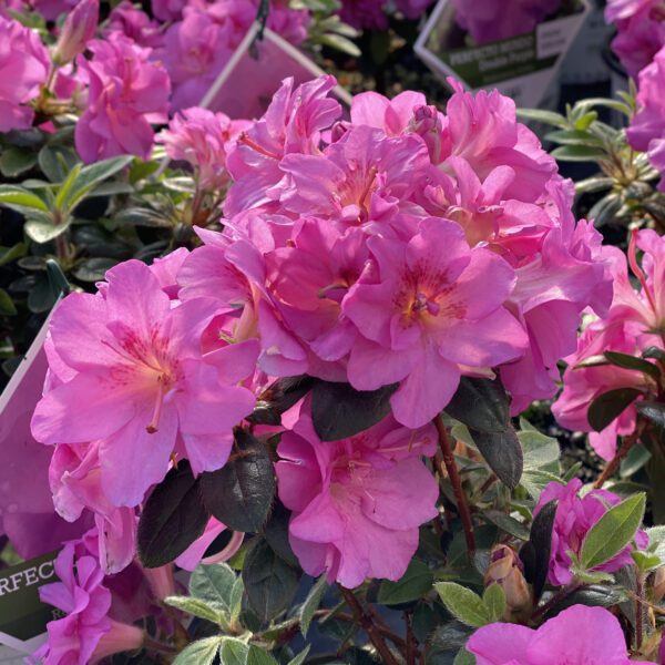 Azalea PERFECTO MUNDO® Double Purple - Shrub