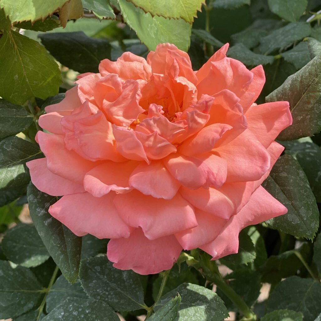 REMINISCENT™ Coral Rosa - Shrub